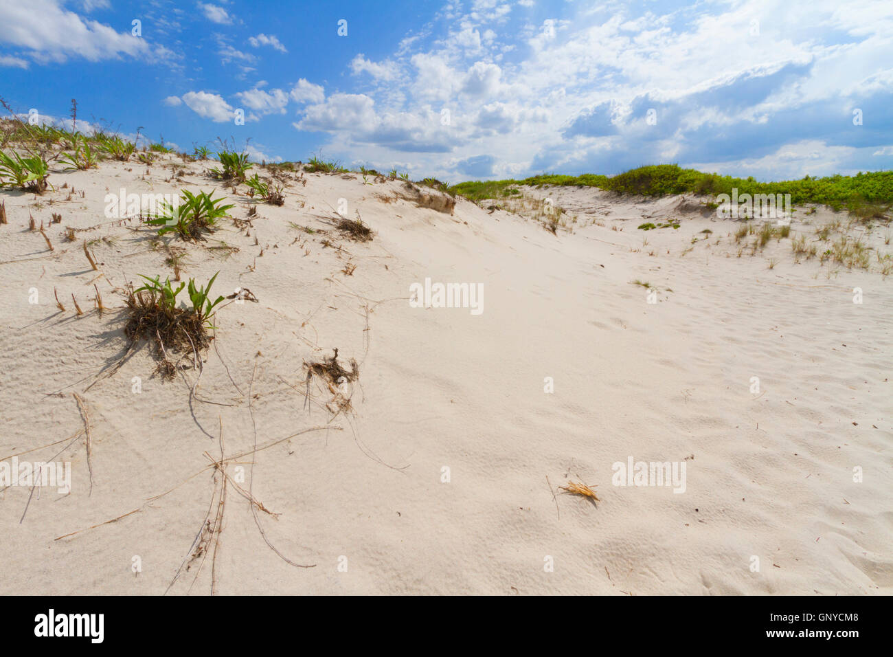 Sand dunes on the beach Stock Photo - Alamy