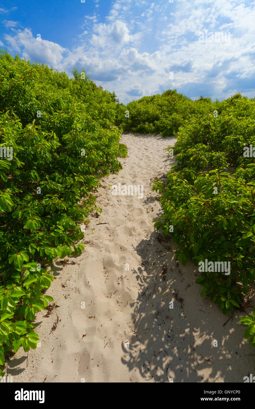 Sand dunes on the beach Stock Photo - Alamy