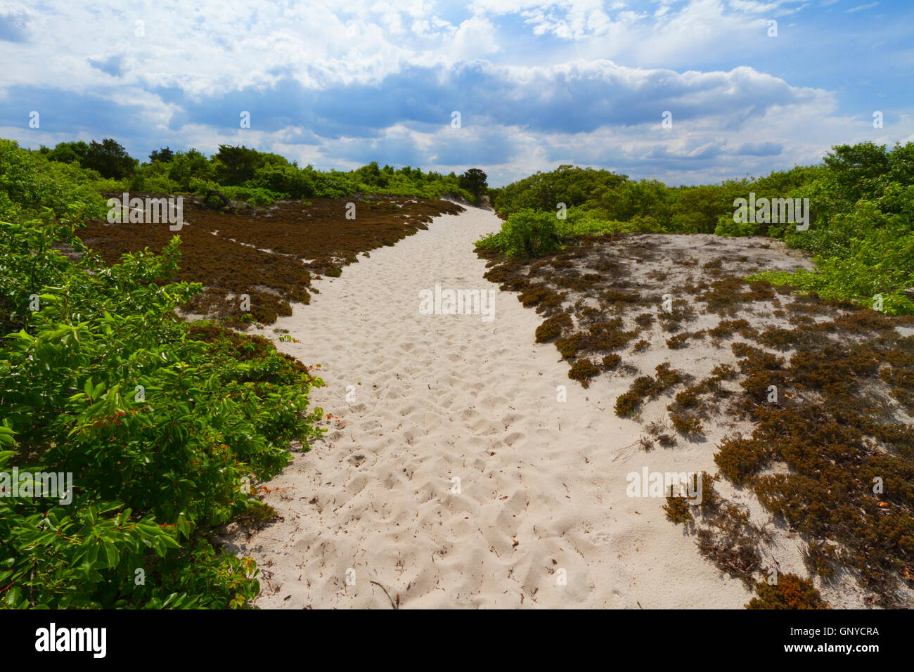 Sand dunes on the beach Stock Photo - Alamy