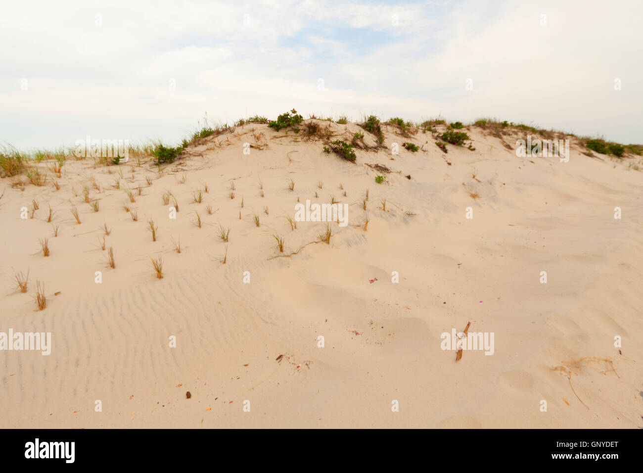 Sand dunes on the beach Stock Photo - Alamy