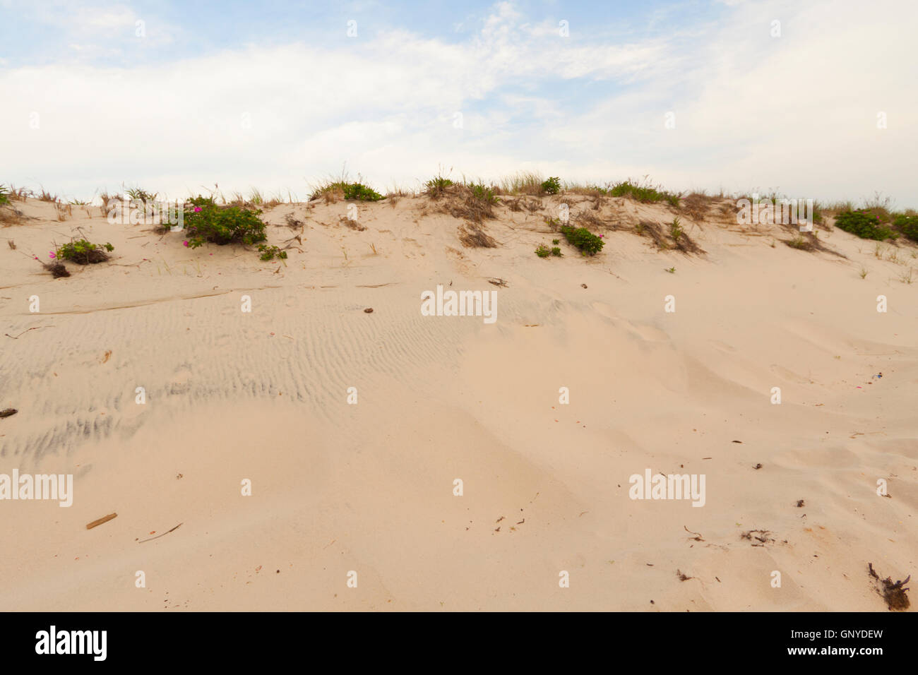 Sand dunes on the beach Stock Photo - Alamy