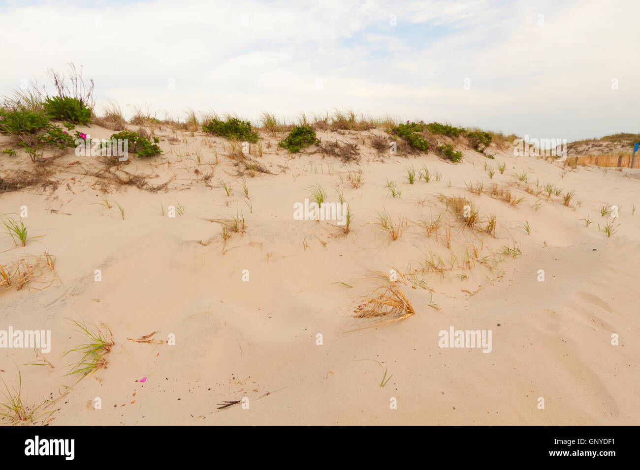 Sand dunes on the beach Stock Photo - Alamy