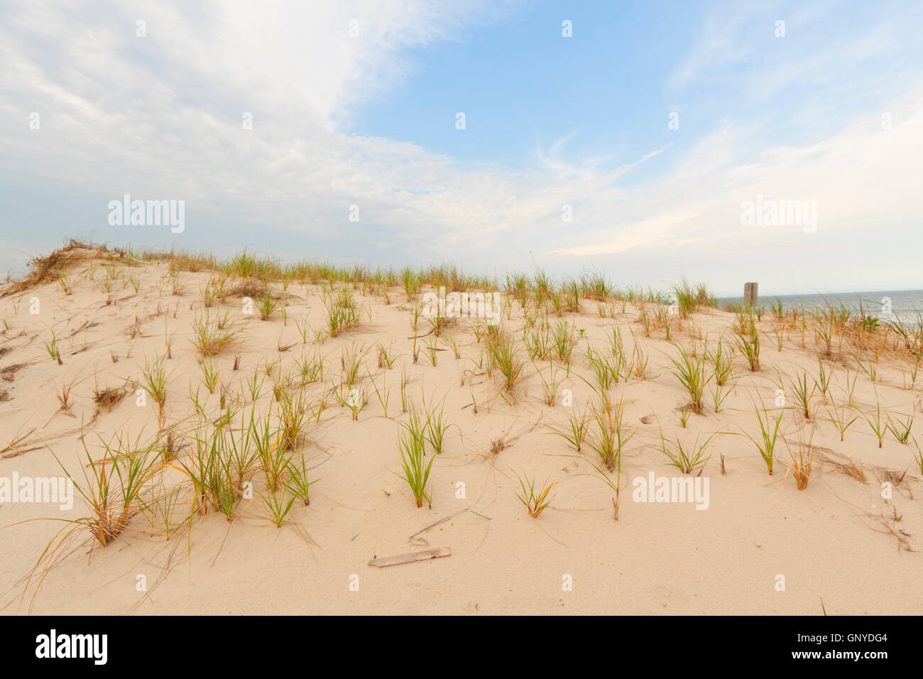 Sand dunes on the beach Stock Photo - Alamy