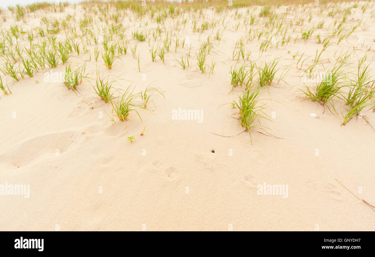 Sand dunes on the beach Stock Photo - Alamy