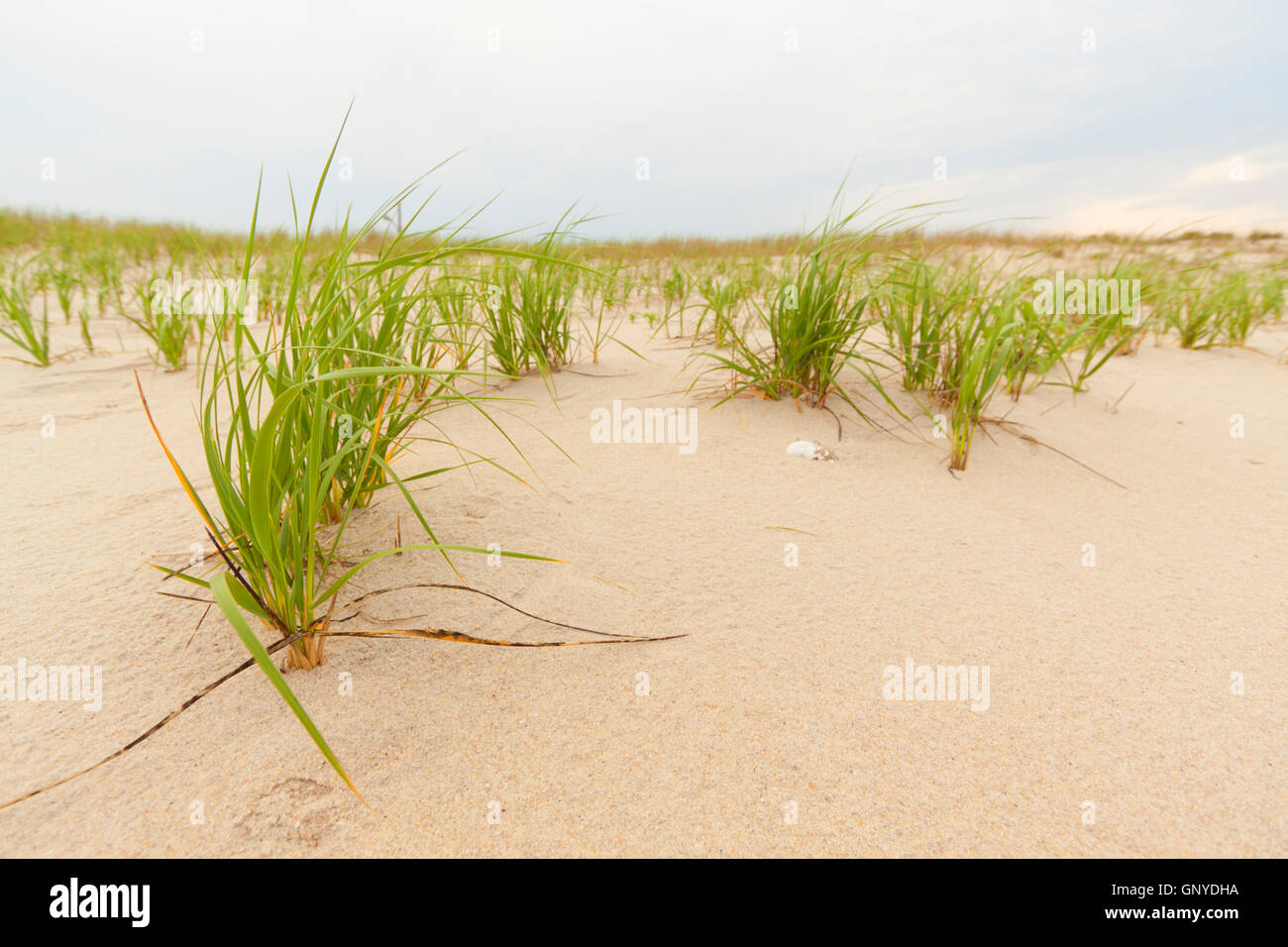 Sand dunes on the beach Stock Photo - Alamy