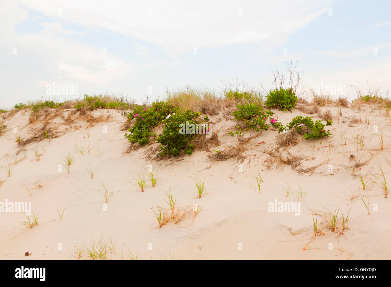 Sand dunes on the beach Stock Photo - Alamy