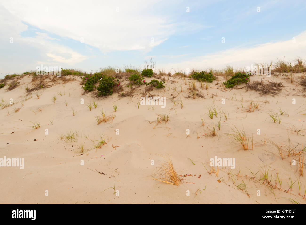 Sand dunes on the beach Stock Photo - Alamy