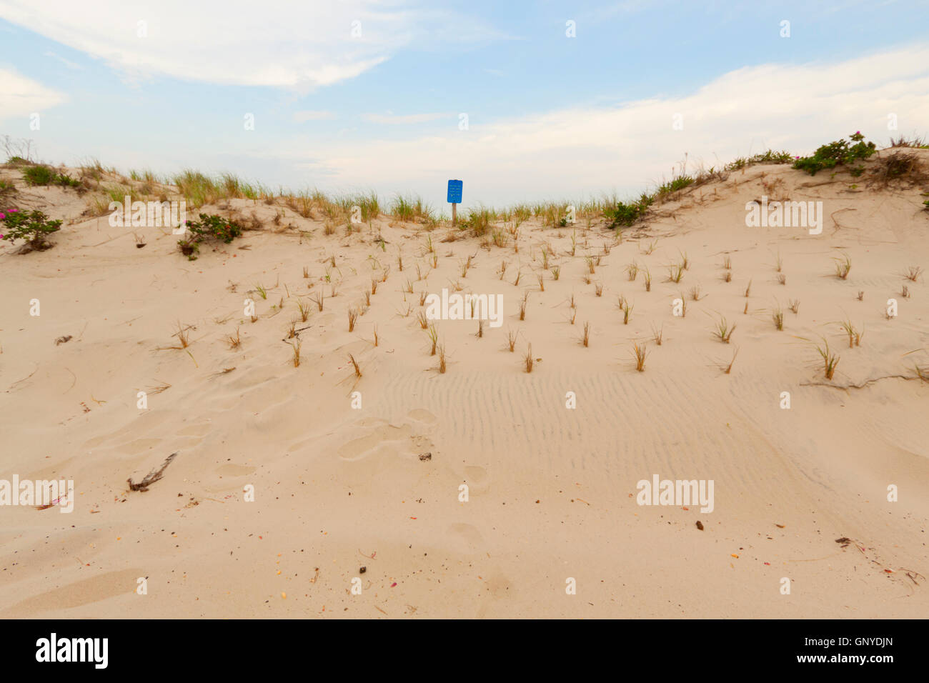 Sand dunes on the beach Stock Photo - Alamy