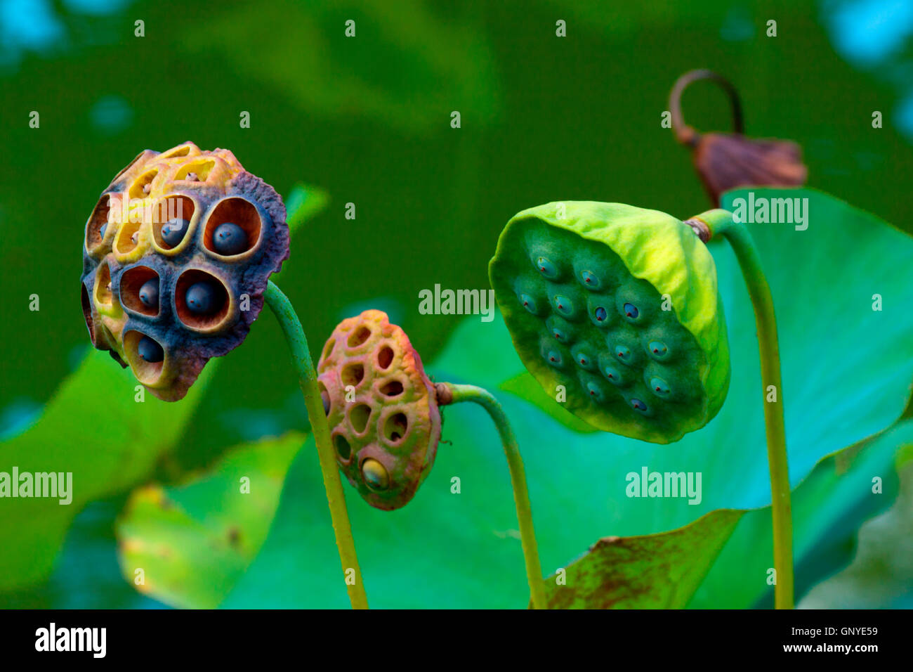 Beautiful lotus bulbs in the garden Stock Photo Alamy