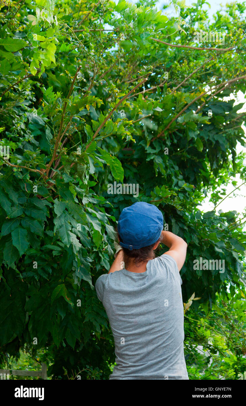 Female gardener trimming trees in the city park Stock Photo Alamy