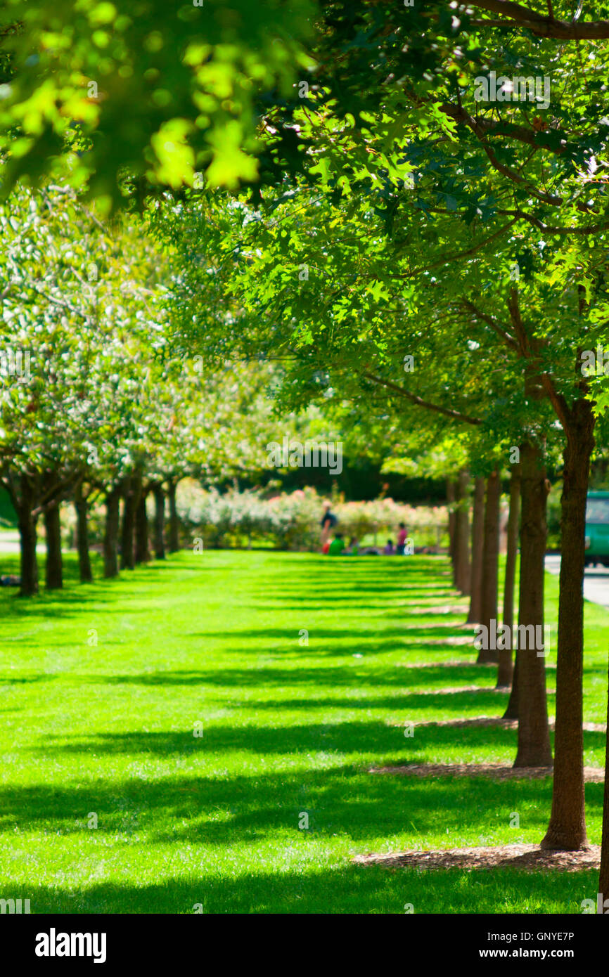 Leafy green trees in yard hi-res stock photography and images - Alamy