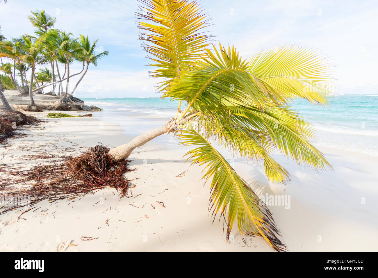 Palm trees on the tropical Caribbean beach. Stock Photo