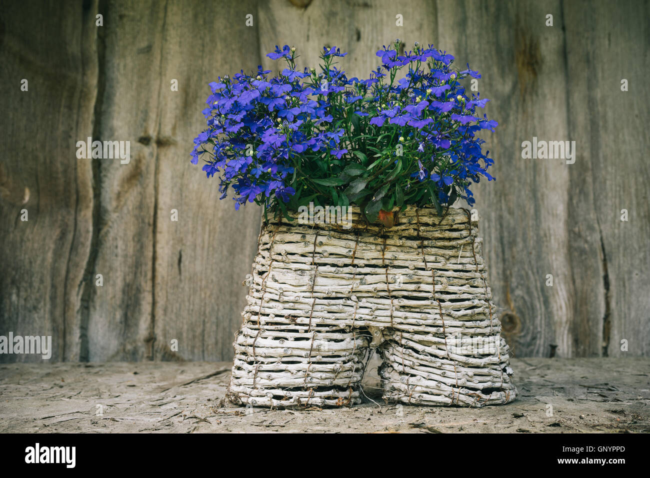 Lobelia flowers in handicraft pot, unusual decoration concept Stock Photo