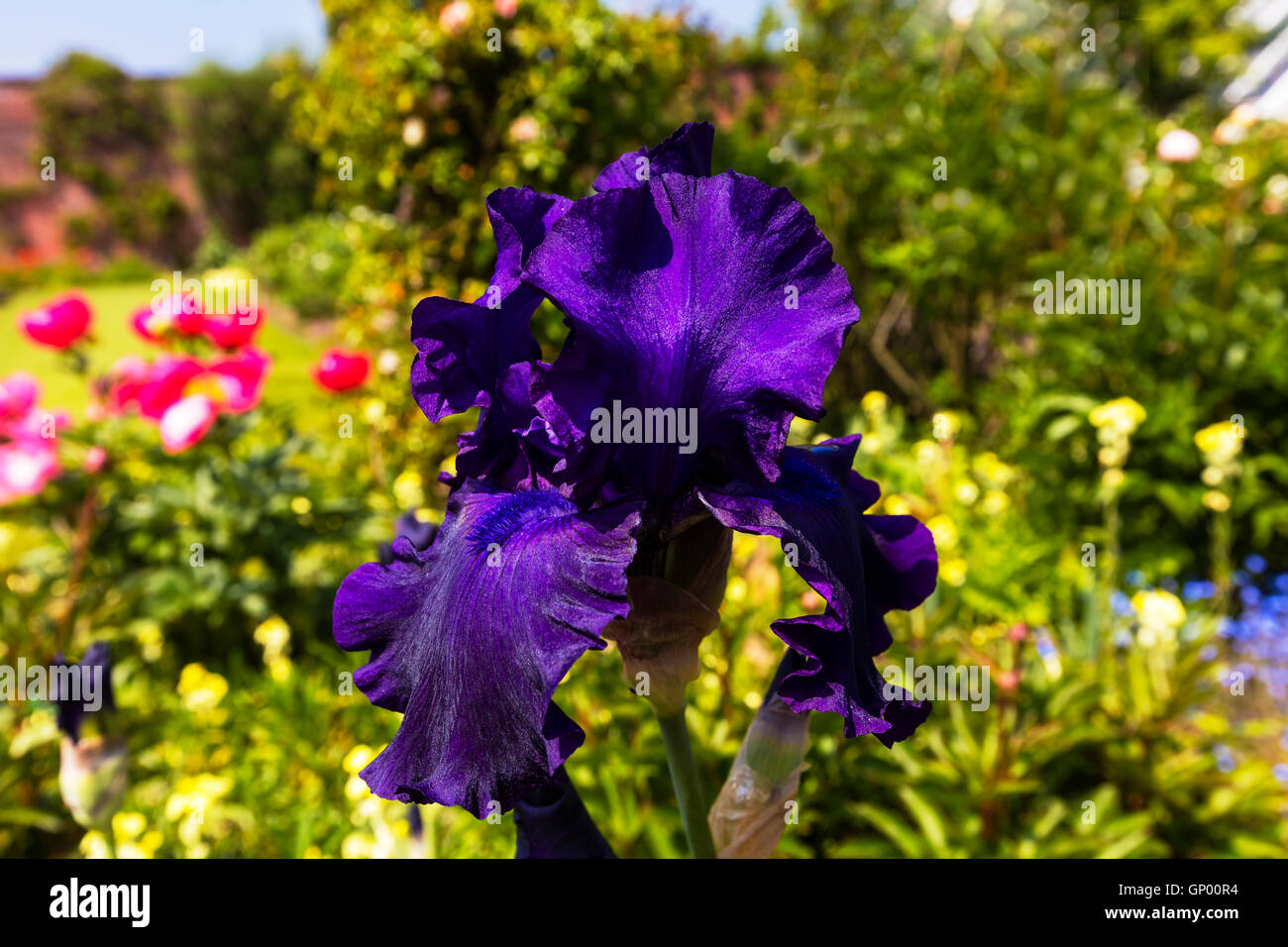 Deep Purple Bearded Iris (Iris Germanica) in full bloom in a garden close-up. Stock Photo