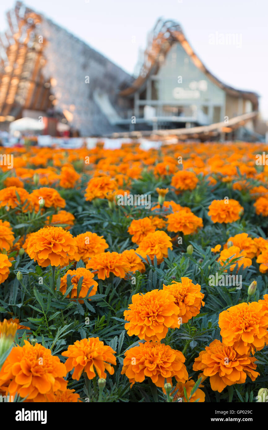 Field of Tagetes Patula Flowers, Orange Marigolds at Universal Exposition's Pavilion in Milan, Italy 2015 Stock Photo