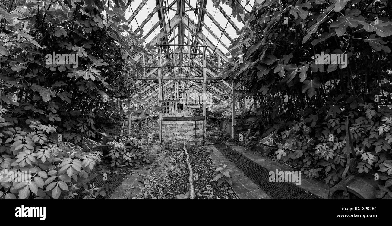 Beautiful old Victorian era greenhouse left to ruin in old English garden in black and white Stock Photo