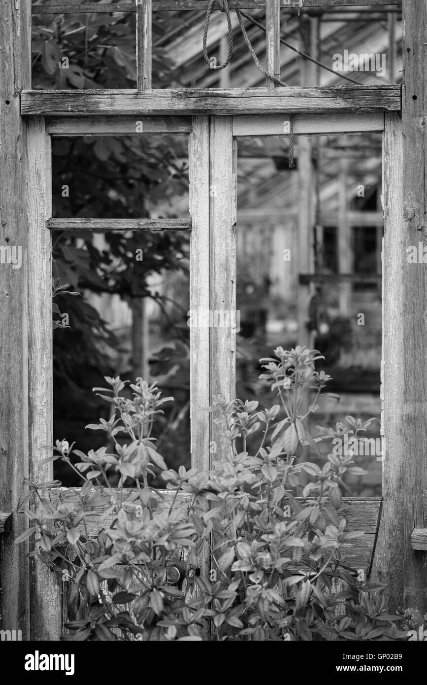 Beautiful old Victorian era greenhouse left to ruin in old English garden in black and white Stock Photo