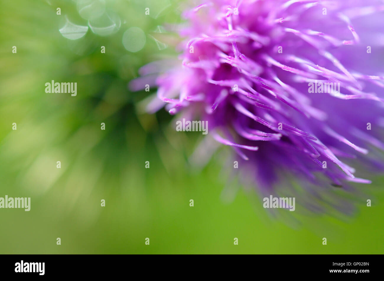 Extreme close up of a wild purple Thistle flower with soft green background. Stock Photo