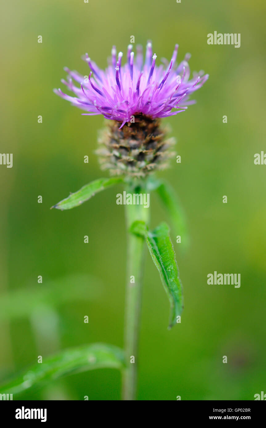 Close up of a Knapweed (Centaurea Nigra) flower with bristly bud and green stem. Stock Photo