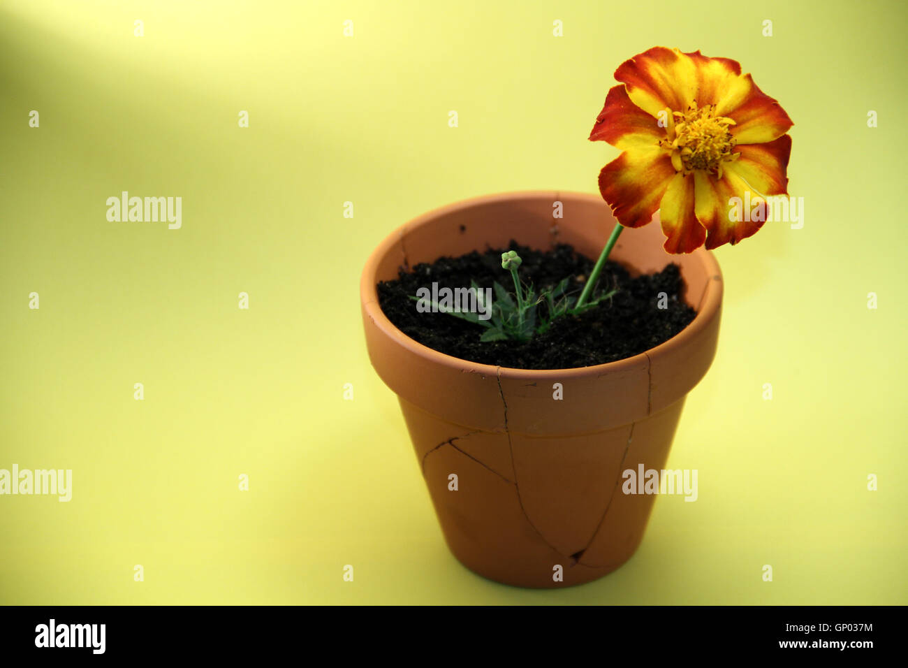 The flower is life growing through a broken pot which illustrates a traumatic state, resilience, recovery, rebirth. Stock Photo