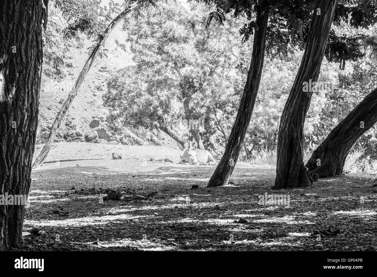 Sunny Black and White Stock Photos & Images - Alamy