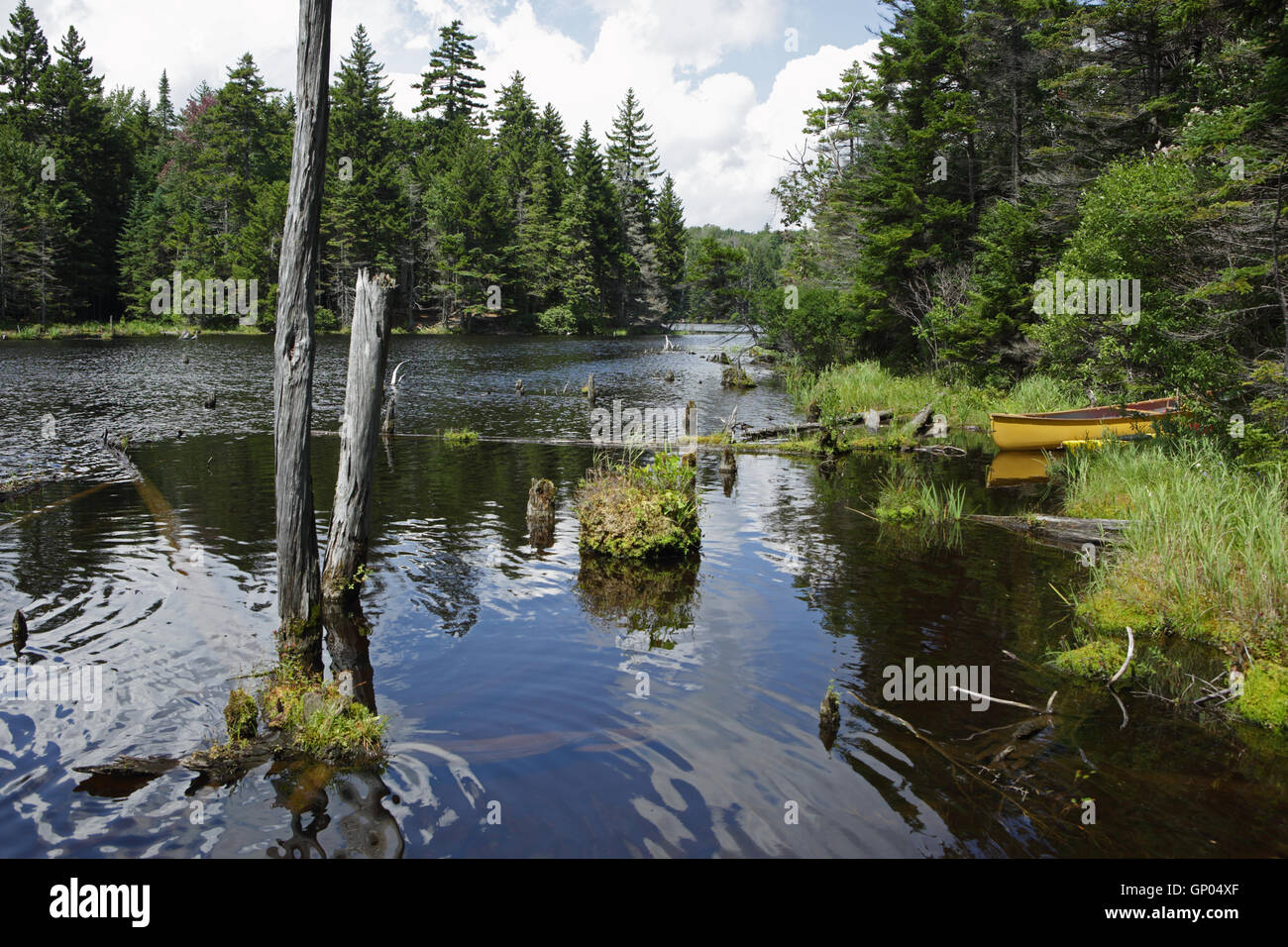Yellow canoe rests on the bank of a beaver pond in the Green Mountains of Vermont Stock Photo