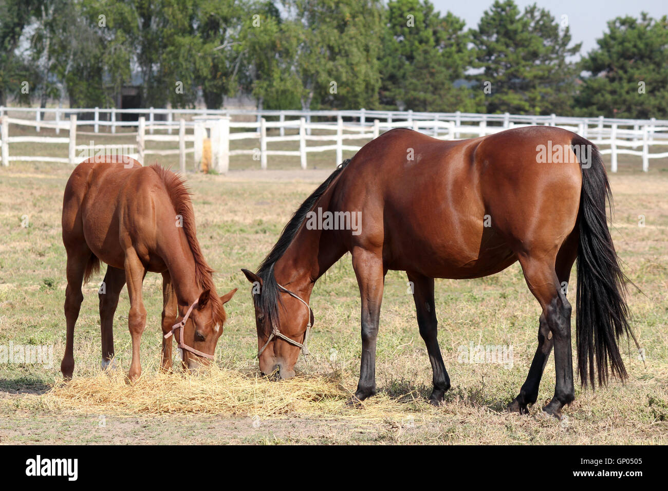 horse and foal eat hay ranch scene Stock Photo