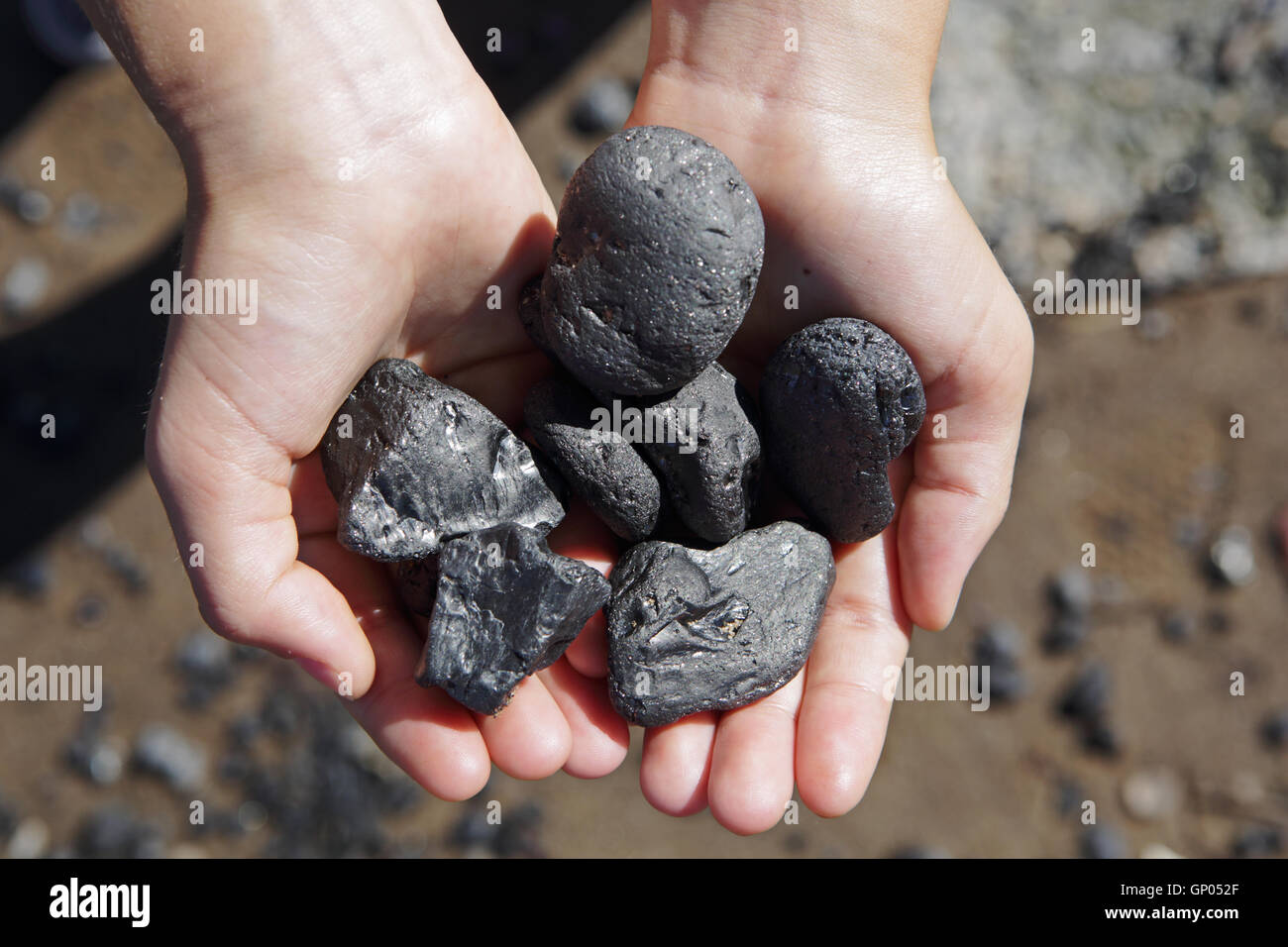 Two hands holding pieces of the fossil fuel anthracite coal found on the East River shoreline in New York. Coal lost from ships in past times. Stock Photo