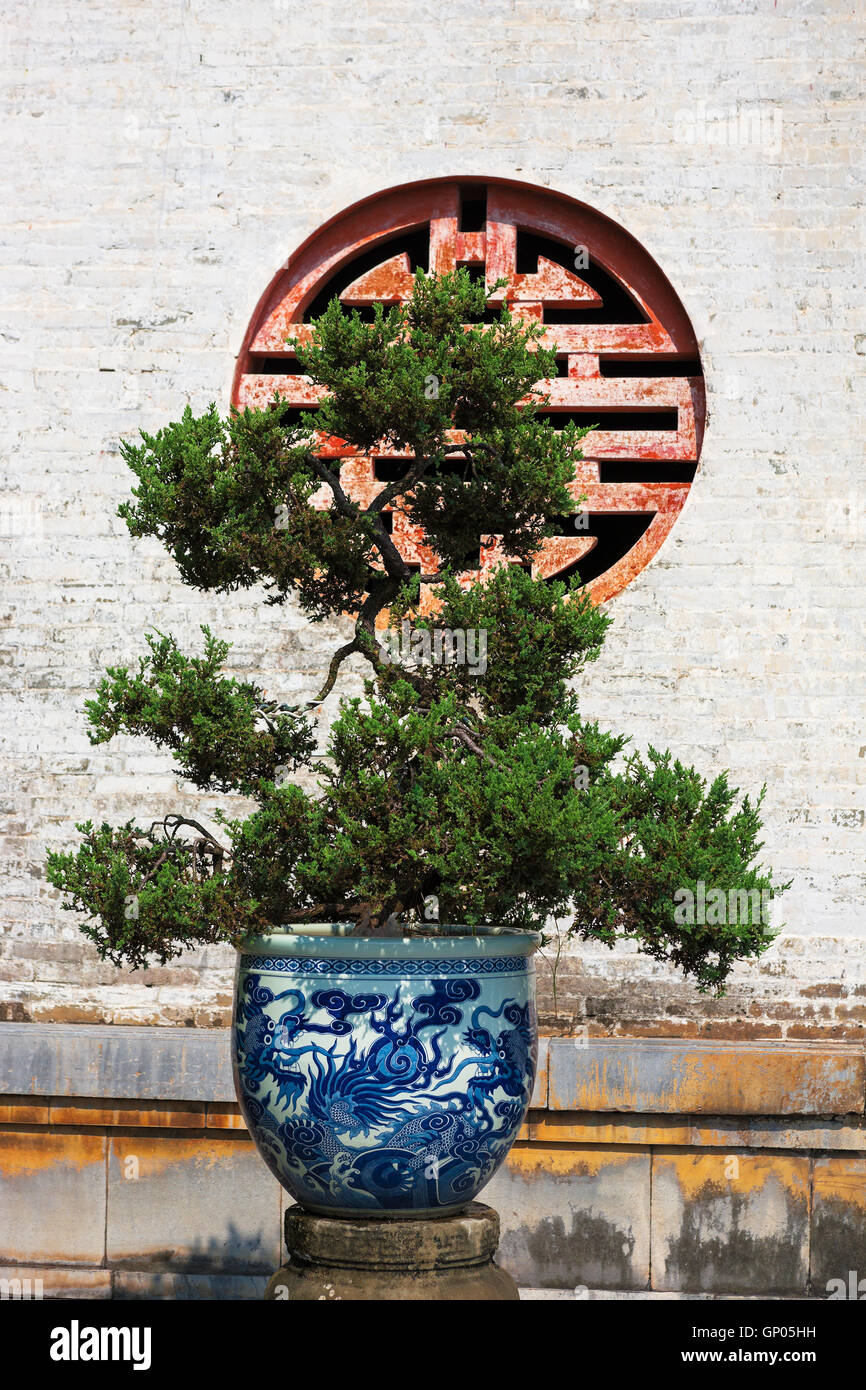 Bonsai tree in a beautiful ceramic pottery vase in front of Thai Hoa Palace, Imperial City, Hue, Viet Nam Stock Photo