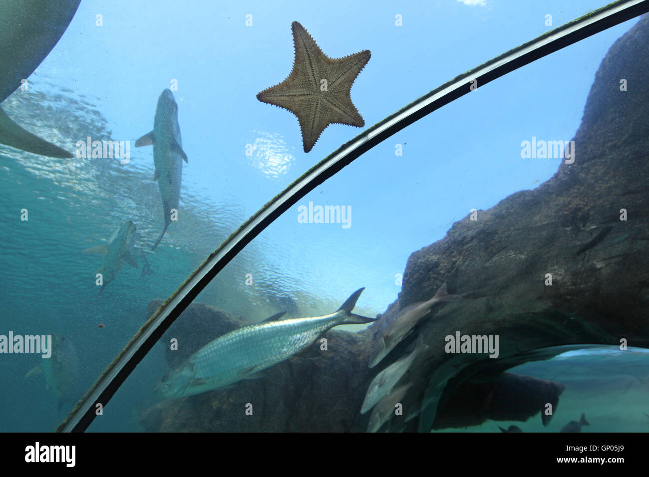 A Starfish on the glass of an aquarium tunnel Stock Photo