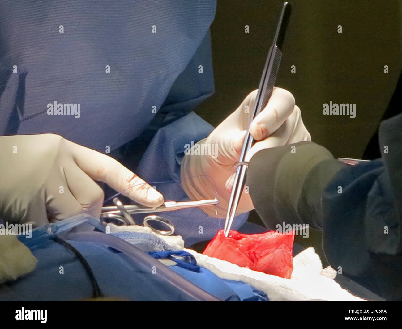 A vet suturing the stomach of a lioness Stock Photo