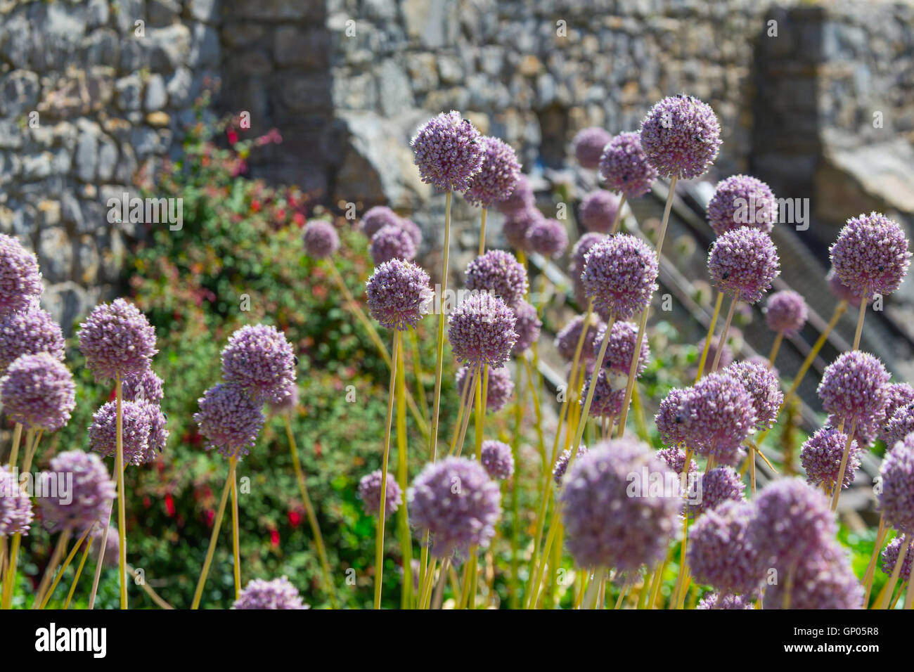Rare Wild Leeks in flower on Flat Holm Island Stock Photo Alamy