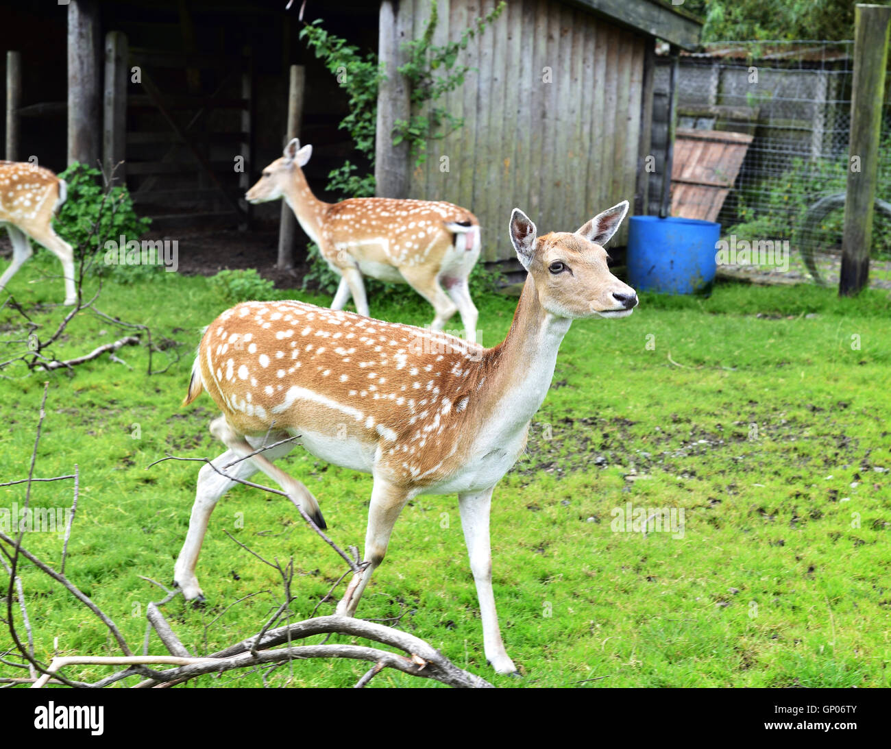 Doe Fallow Deers all together Stock Photo - Alamy