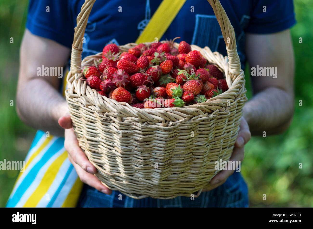 Photo of man's hands holding a big basket full of ripe red strawberries, summer, Russia Stock Photo