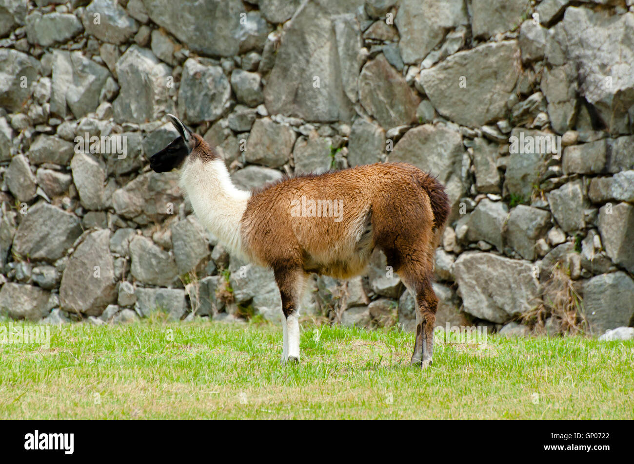 Machu Picchu Llama - Peru Stock Photo