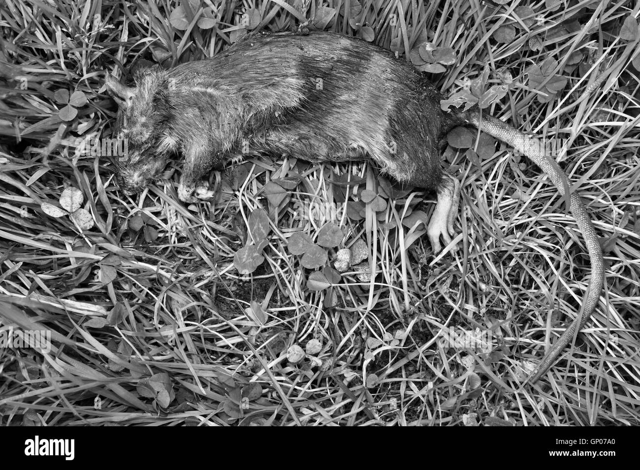 Poisoned rodent poison lying dead big rat black and white photo Stock Photo