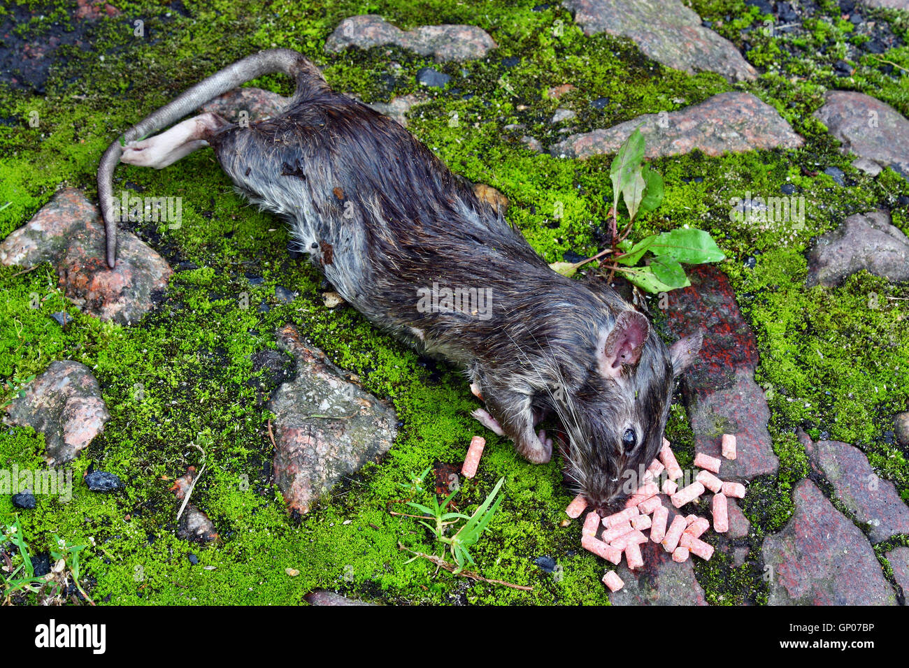 Poisoned rodent lying dead big rat and spilled granules pellets of poison Stock Photo - Alamy Poisoned rodent lying dead big rat and spilled granules pellets of poison Stock Photo - Alamy