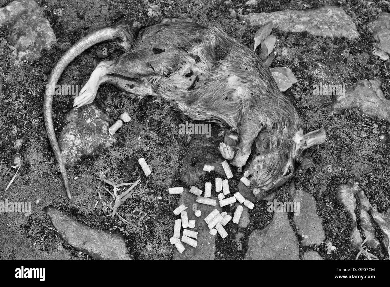 Poisoned rodent poison lying dead big rat black and white photo Stock Photo