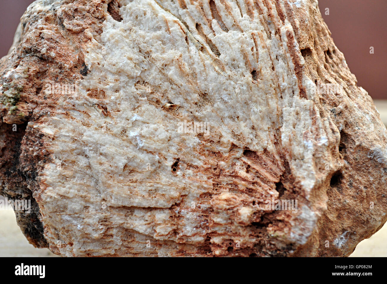 fossils in limestone, 24 millions years old Stock Photo Alamy