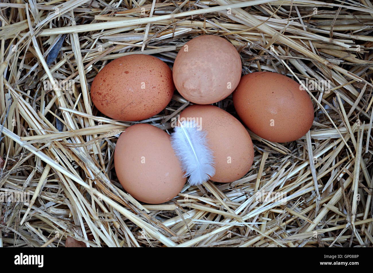 nest with straw and chicken eggs Stock Photo - Alamy