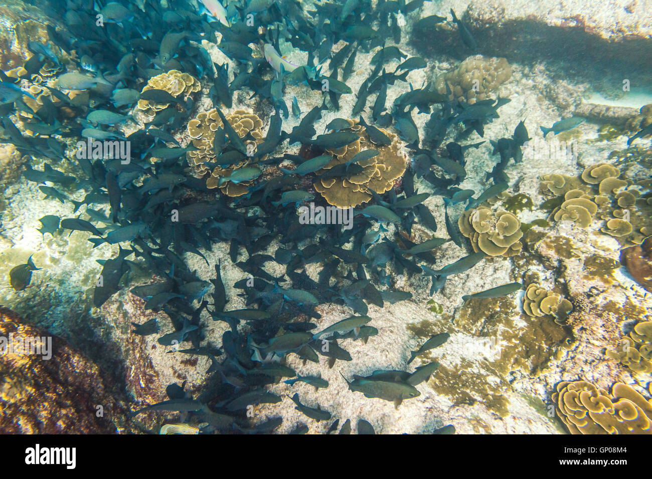 Similan Islands seabed Stock Photo