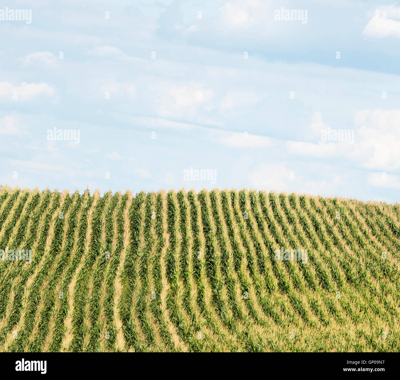 Corn rows and blue sky on Ohio farm Stock Photo