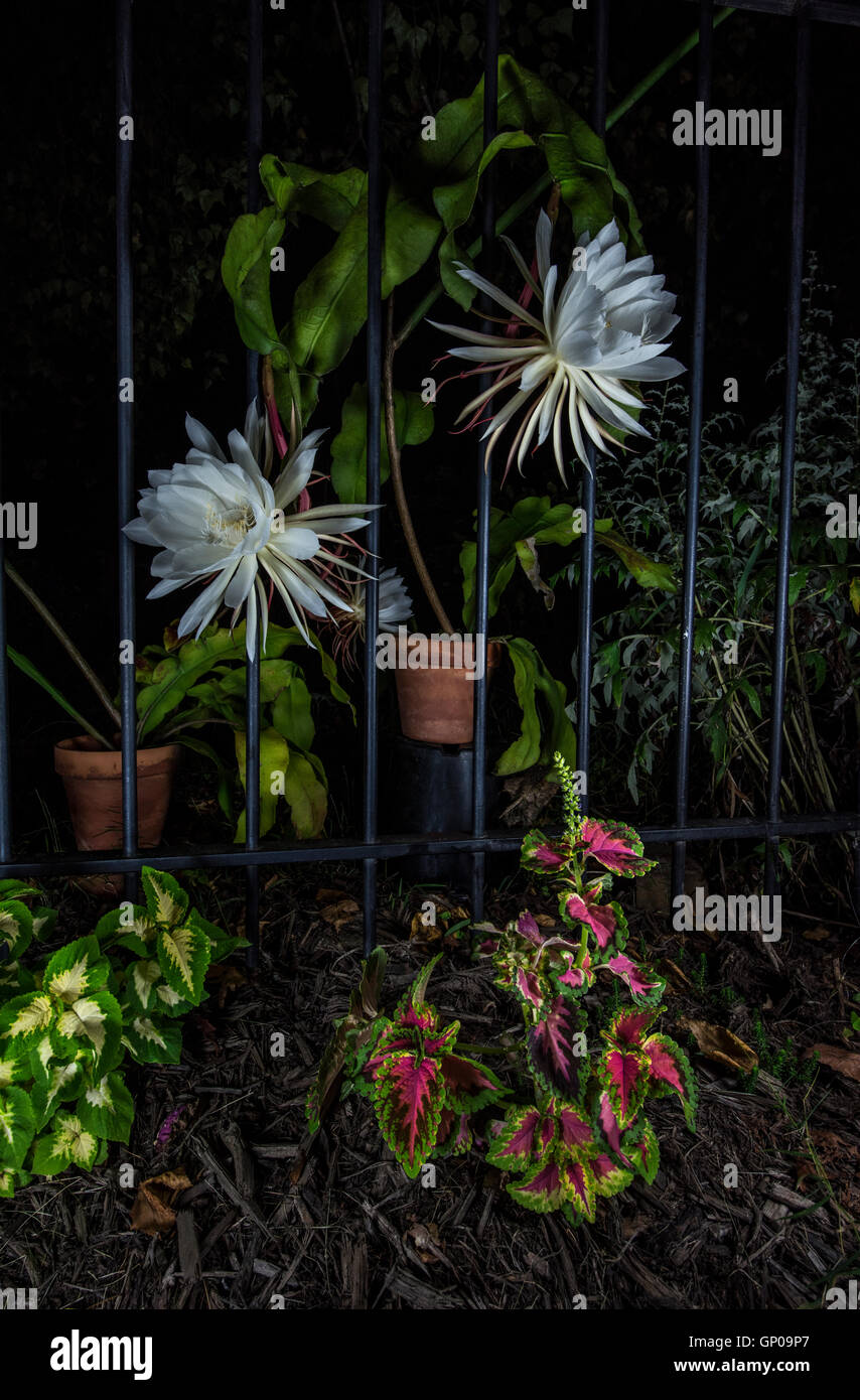 Night blooming Cactus ( Cereus Stock Photo Alamy