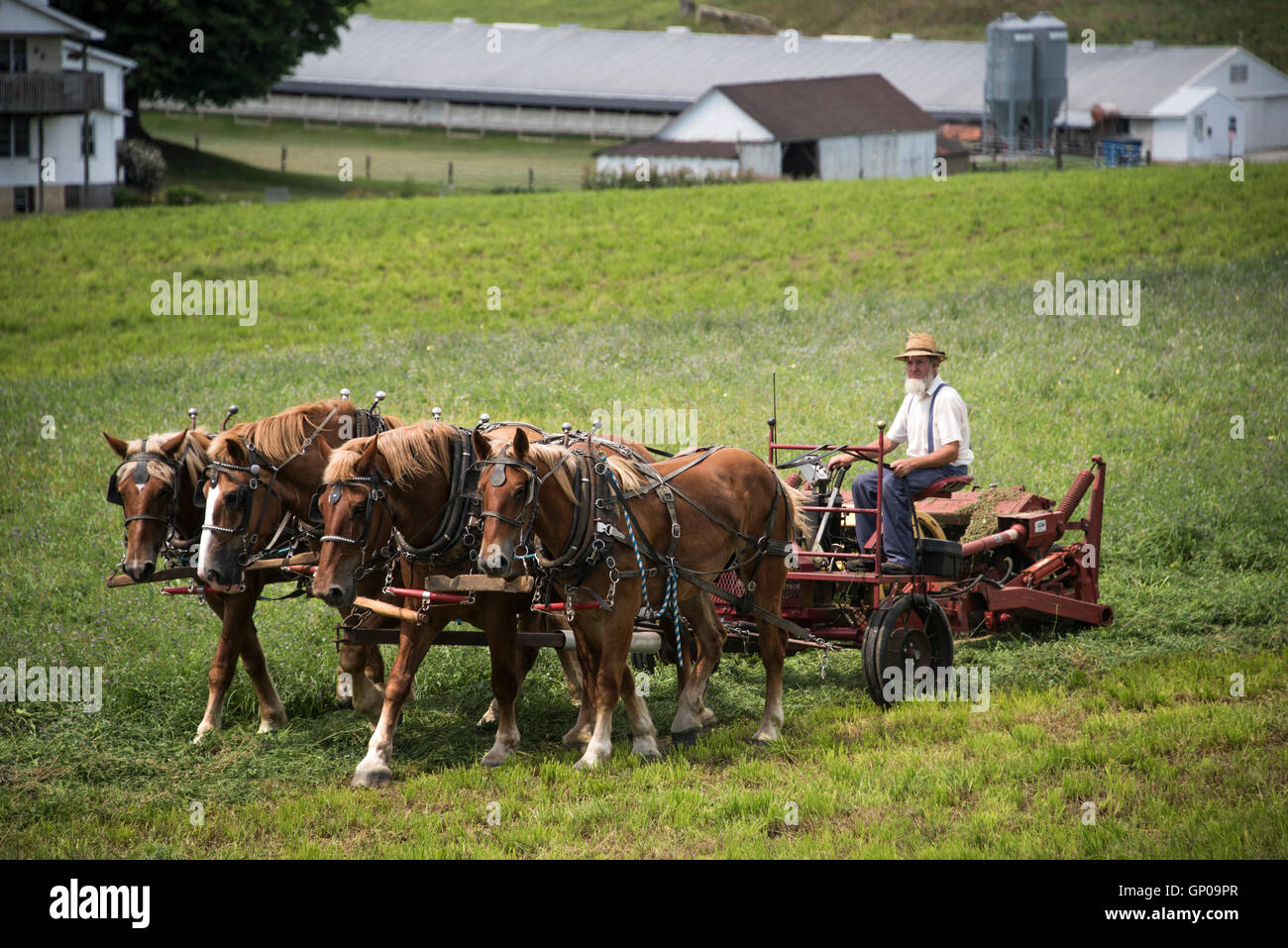 Amish man cutting clover for hay Stock Photo Alamy