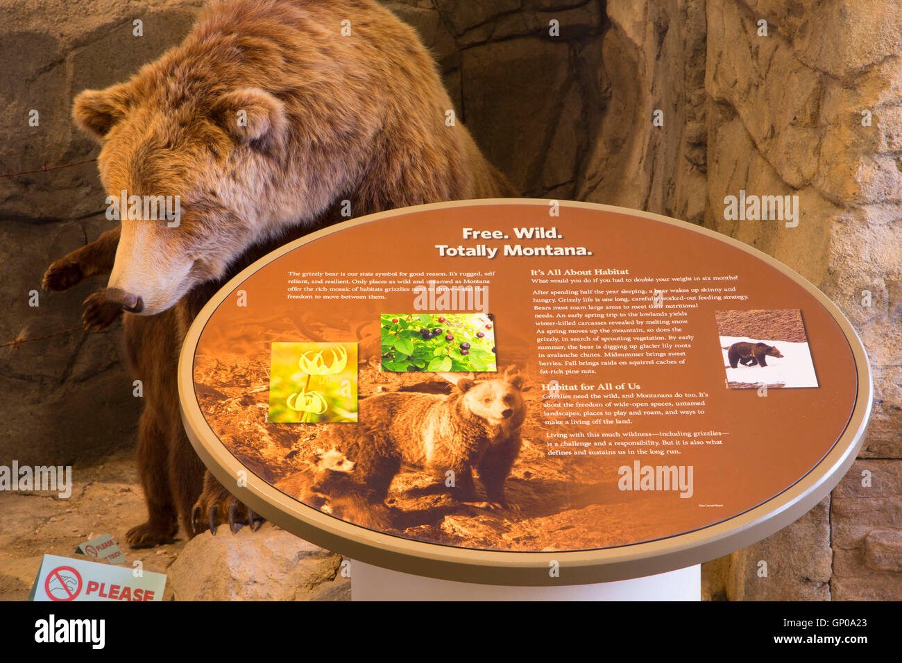 Grizzly bear exhibit, Montana Wild, Helena, Montana Stock Photo Alamy