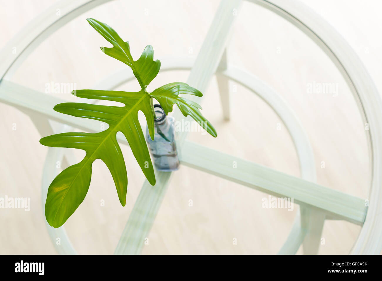 A green leaf in glass bottle Stock Photo