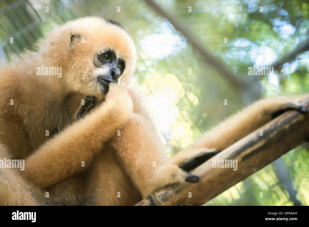 gibbon in the zoo Stock Photo