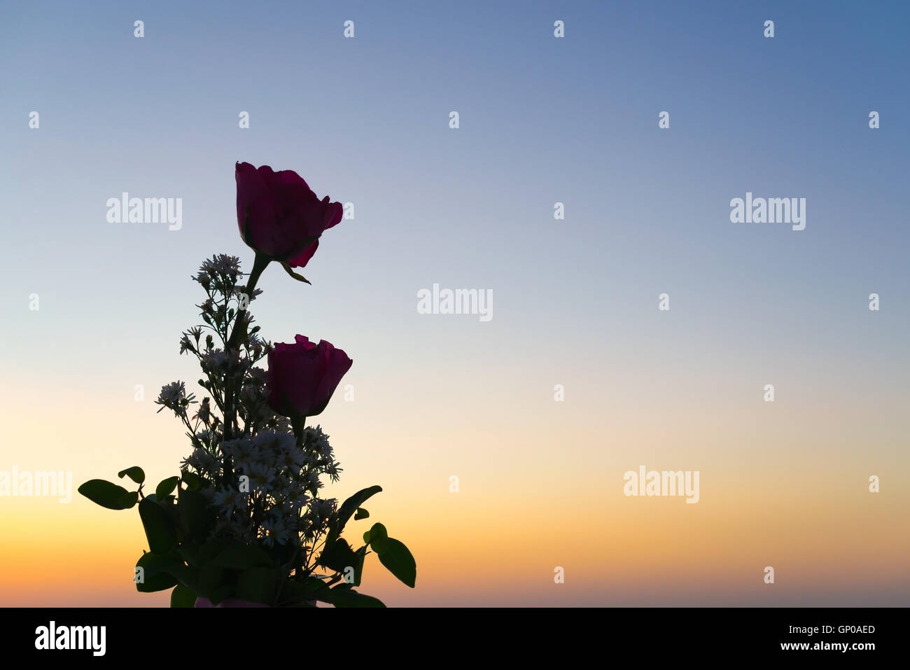 silhouette of flowers and plants on sunset or sunrise background. Stock Photo