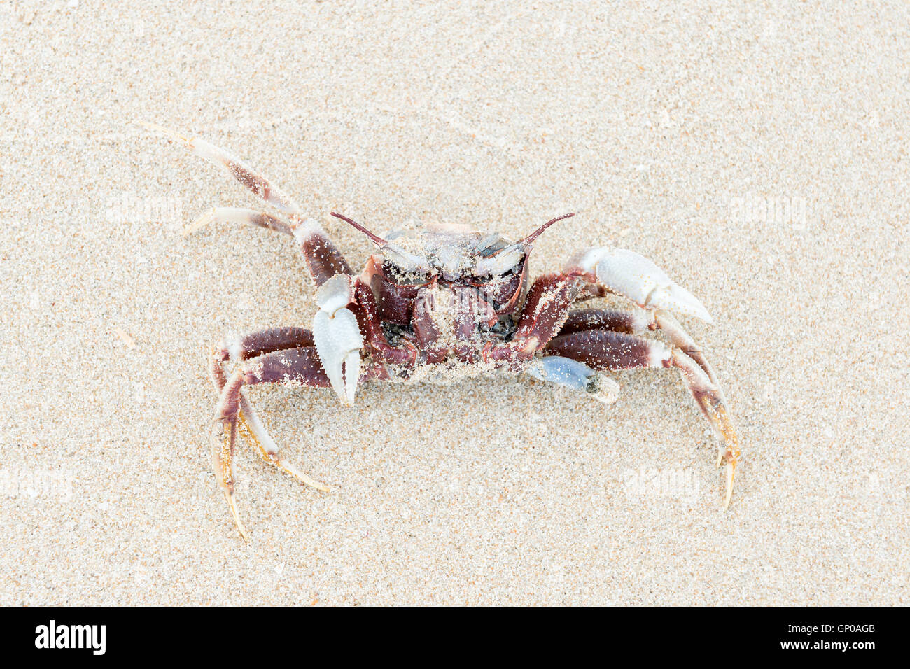 dead shore crab upside down on the sand Stock Photo