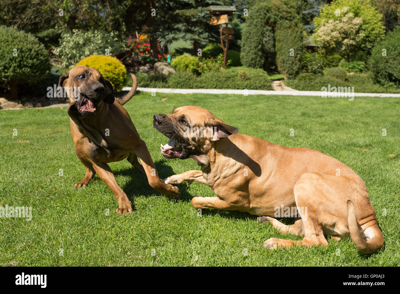 two young female of Fila Brasileiro (Brazilian Mastiff) playing outdoor on green grass with opened mouth and big tooth. Fila is  Stock Photo